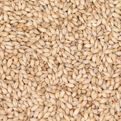 Maris Otter Malt OiO